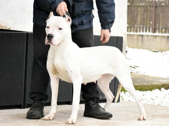 Argentine Dogo puppy for sale