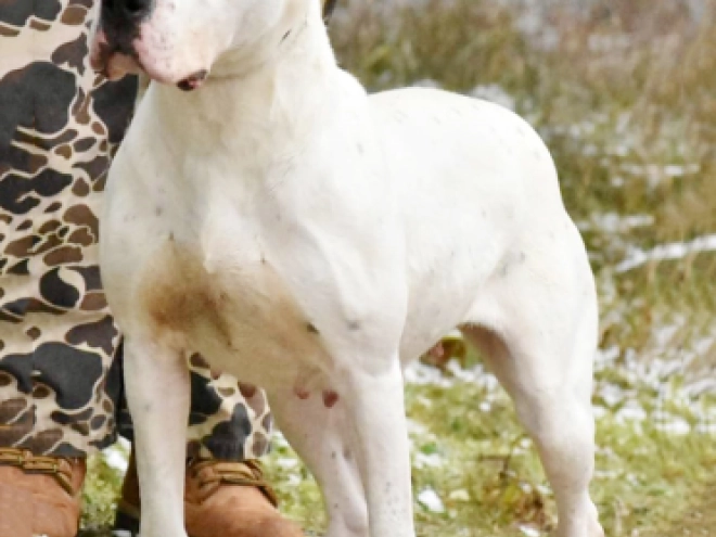 Argentine Dogo puppy for sale