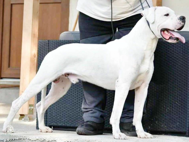 Argentine Dogo puppy for sale