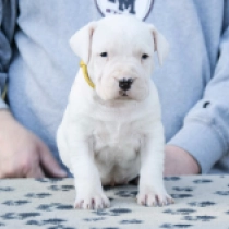 Evita, white Argentine Dogo for sale