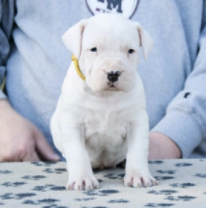 Argentine Dogo puppy for sale