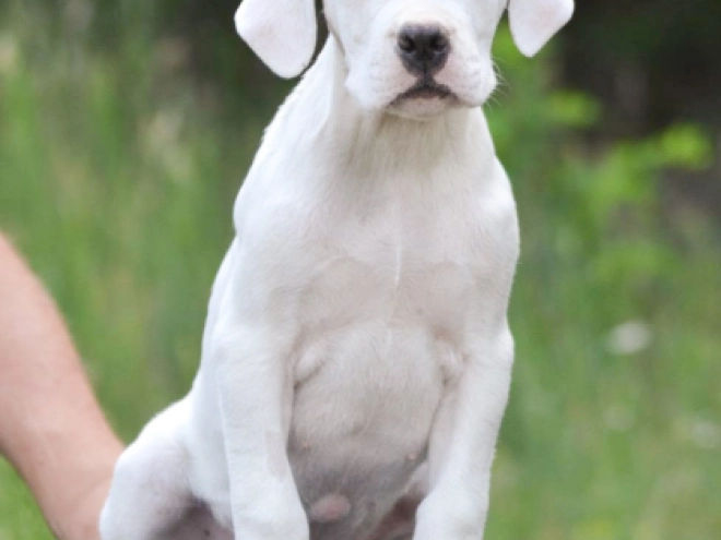 Argentine Dogo puppy for sale