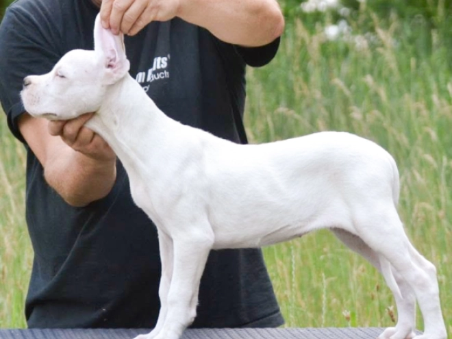 Argentine Dogo puppy for sale