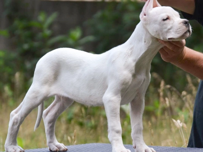 Argentine Dogo puppy for sale