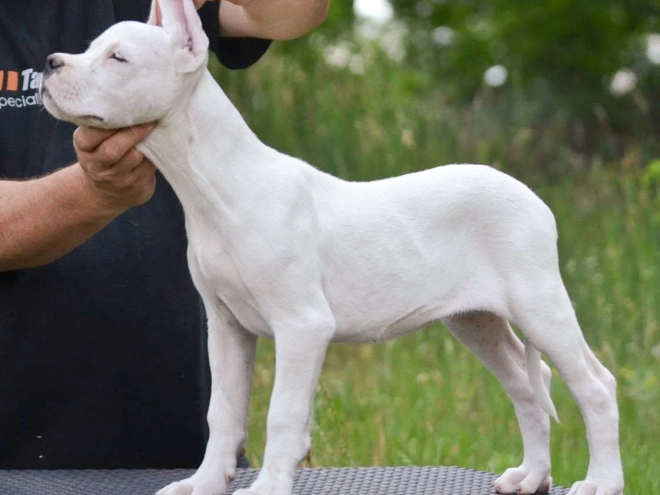 Argentine Dogo puppy for sale