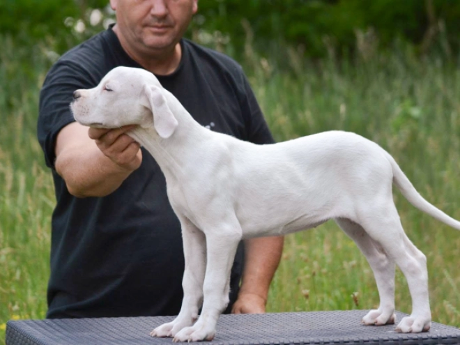 Argentine Dogo puppy for sale
