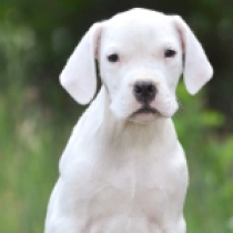 Penelope, white Argentine Dogo for sale