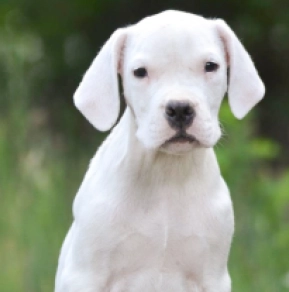 Argentine Dogo puppy for sale
