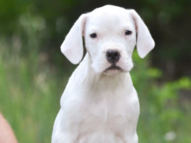 Argentine Dogo puppy for sale