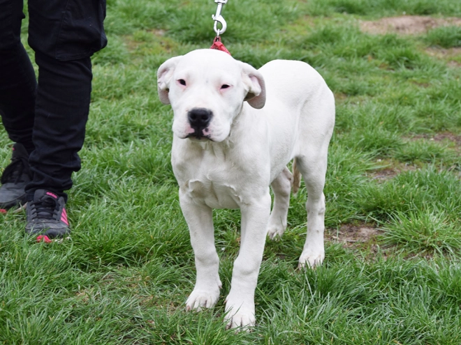 Argentine Dogo puppy for sale