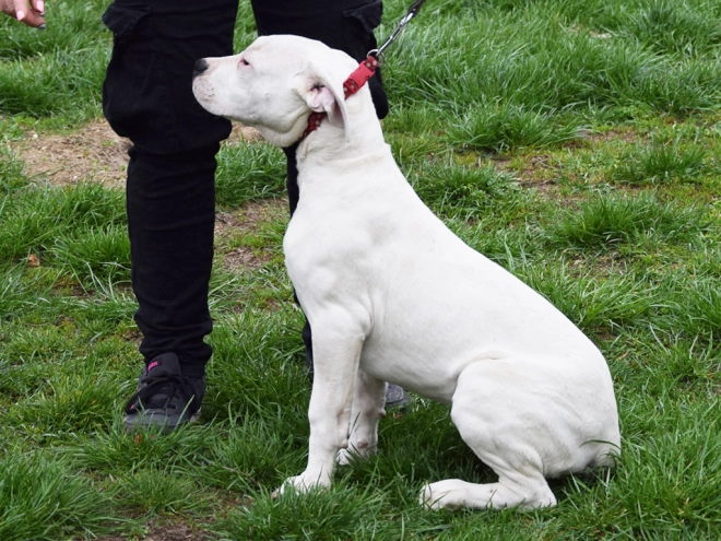 Argentine Dogo puppy for sale