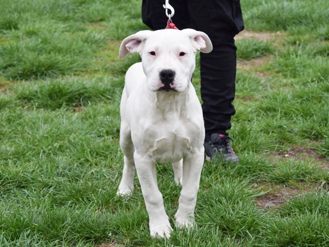 Argentine Dogo puppy for sale