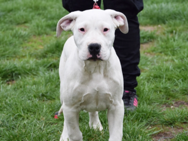 Argentine Dogo puppy for sale