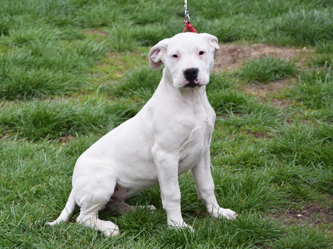 Argentine Dogo puppy for sale