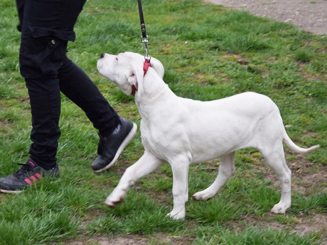 Argentine Dogo puppy for sale