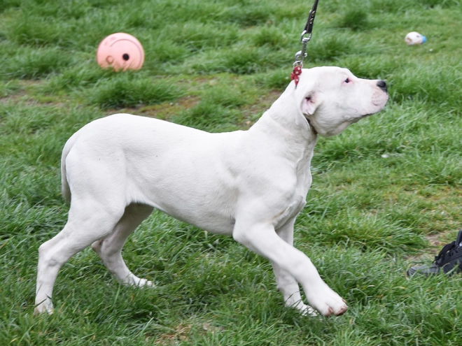 Argentine Dogo puppy for sale