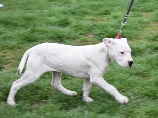 Argentine Dogo puppy for sale