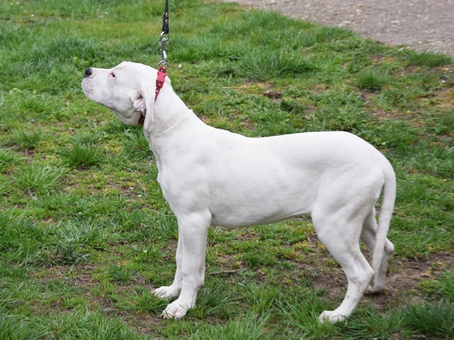 Argentine Dogo puppy for sale