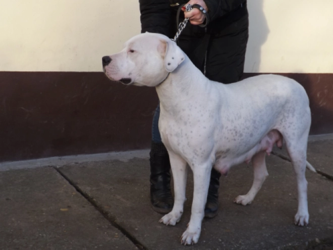 Argentine Dogo puppy for sale