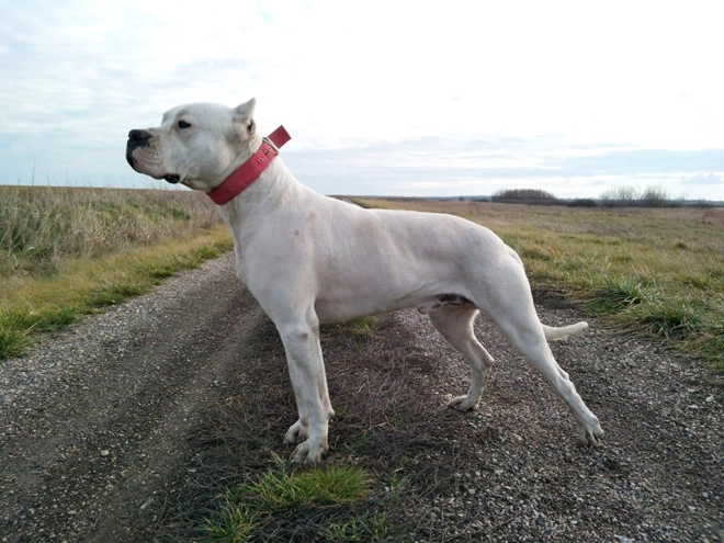 Argentine Dogo puppy for sale
