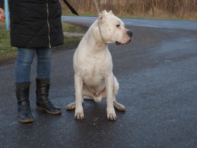 Argentine Dogo puppy for sale