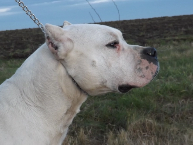 Argentine Dogo puppy for sale