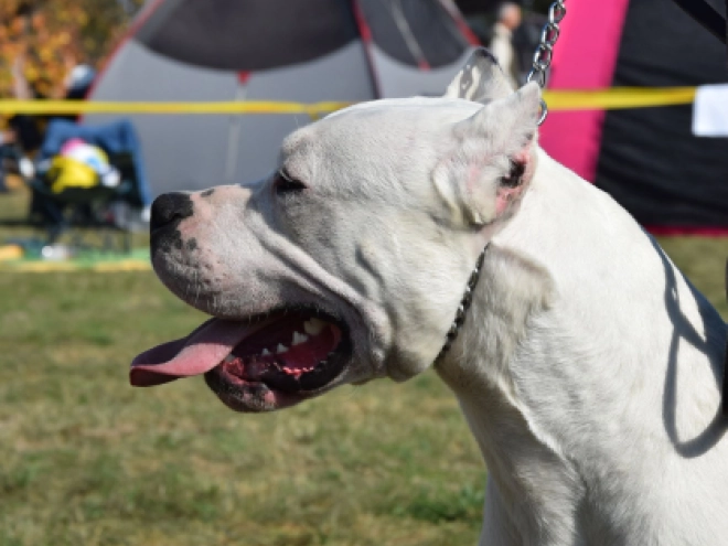Argentine Dogo puppy for sale