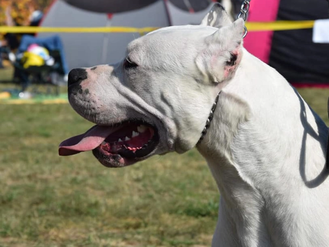 Argentine Dogo puppy for sale