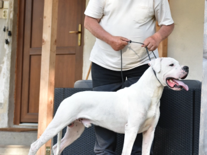 Argentine Dogo puppy for sale