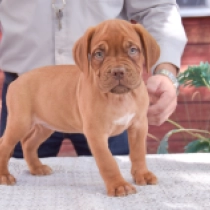 Bijou, red Dogue de Bordeaux for sale