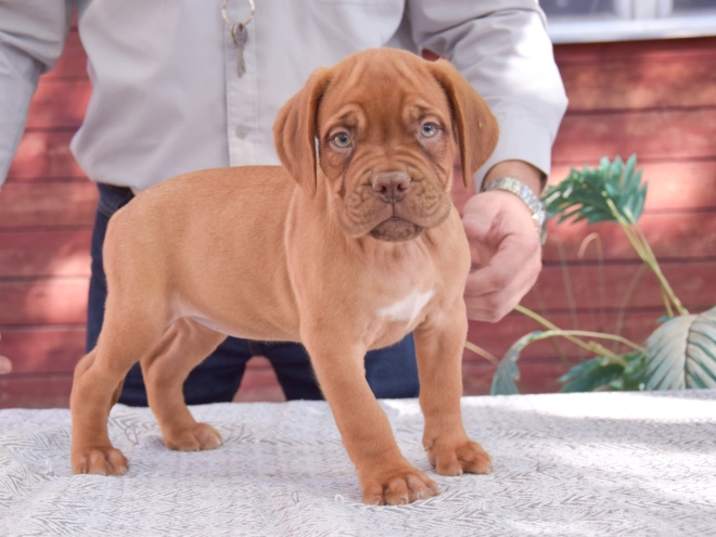 Dogue de Bordeaux puppy for sale