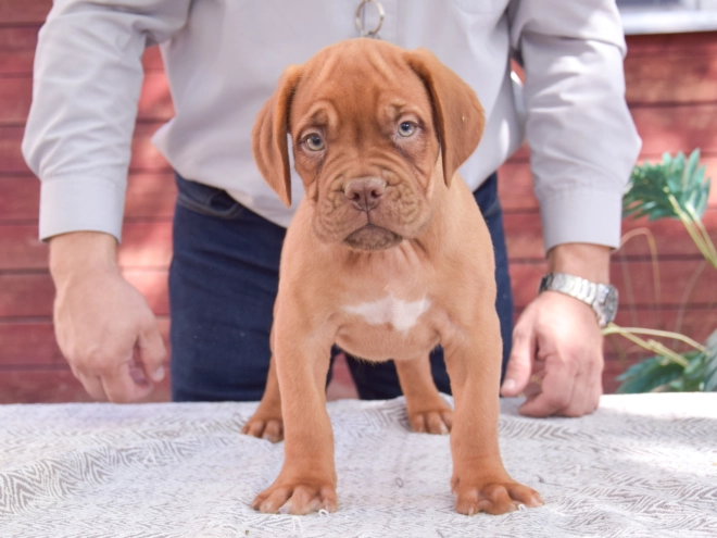 Dogue de Bordeaux puppy for sale