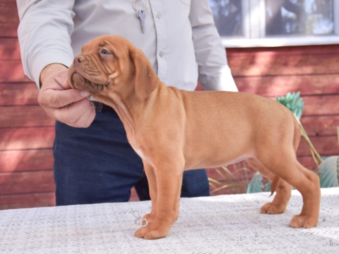 Dogue de Bordeaux puppy for sale