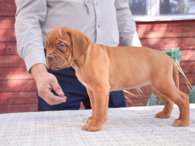 Dogue de Bordeaux puppy for sale