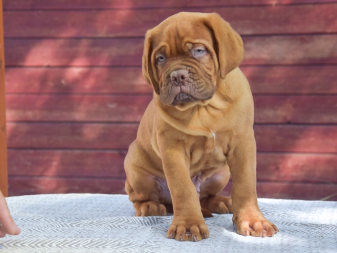 Dogue de Bordeaux puppy for sale