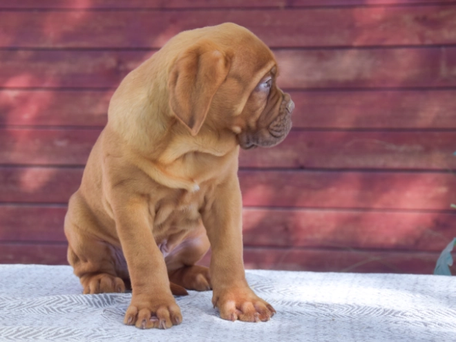 Dogue de Bordeaux puppy for sale