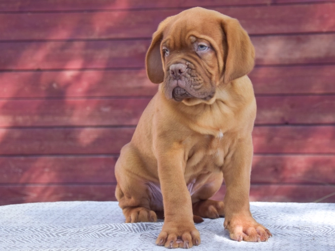 Dogue de Bordeaux puppy for sale