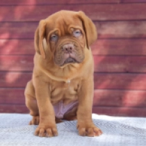 Ferdinand de Lesseps, red Dogue de Bordeaux for sale