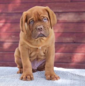 Dogue de Bordeaux puppy for sale