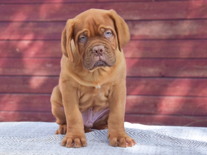 Dogue de Bordeaux puppy for sale