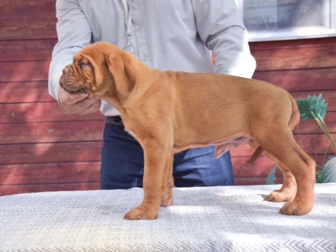 Dogue de Bordeaux puppy for sale