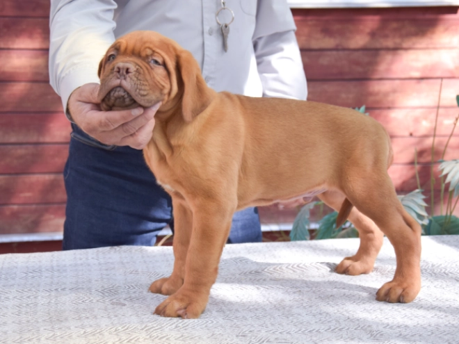 Dogue de Bordeaux puppy for sale