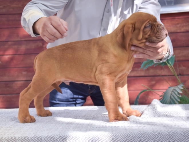 Dogue de Bordeaux puppy for sale