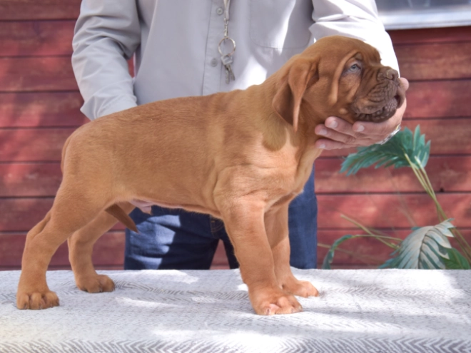 Dogue de Bordeaux puppy for sale