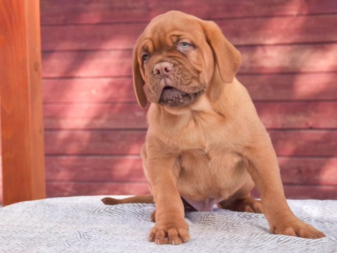 Dogue de Bordeaux puppy for sale