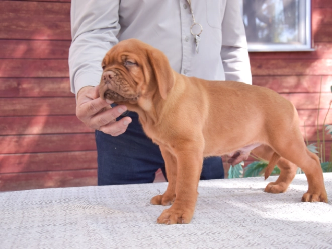 Dogue de Bordeaux puppy for sale
