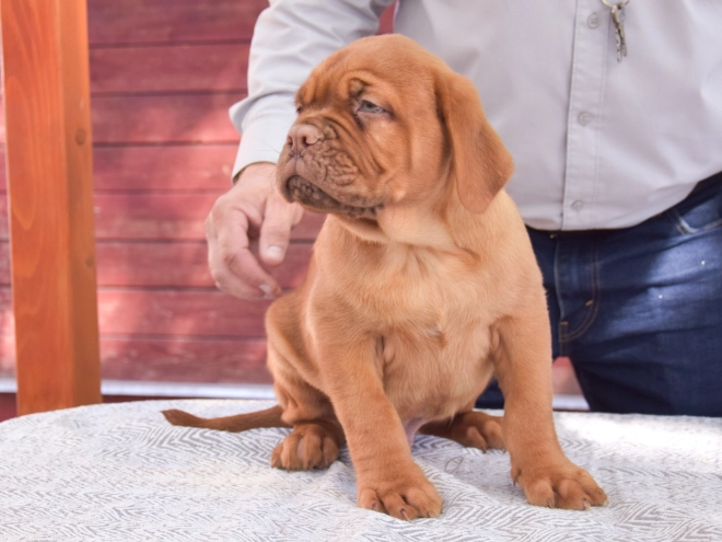 Dogue de Bordeaux puppy for sale