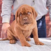 Tracker, red Dogue de Bordeaux for sale