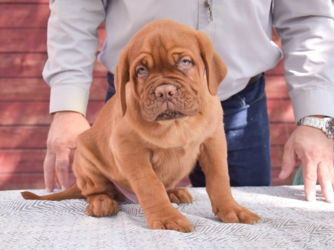 Dogue de Bordeaux puppy for sale