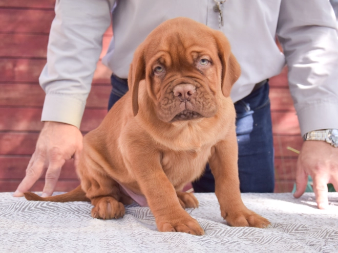 Dogue de Bordeaux puppy for sale